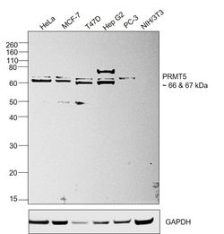 Invitrogen PRMT5 Polyclonal Antibody 100 &mu;L; Unconjugated:Antibodies,