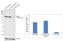 Invitrogen PRMT5 Polyclonal Antibody 100 &mu;L; Unconjugated:Antibodies,