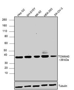 Invitrogen TOMM40 Polyclonal Antibody 100 &mu;L; Unconjugated:Antibodies,