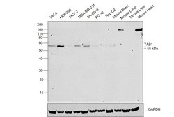 Invitrogen TAB1 Polyclonal Antibody 100 &mu;L; Unconjugated:Antibodies,