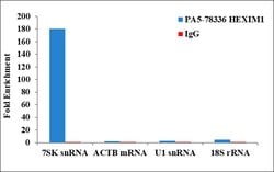 Invitrogen HEXIM1 Polyclonal Antibody 100 &mu;L; Unconjugated:Antibodies,