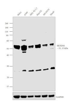 Invitrogen HEXIM1 Polyclonal Antibody 100 &mu;L; Unconjugated:Antibodies,