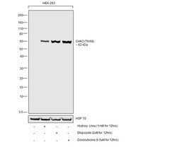 Invitrogen Phospho-CHK2 (Thr68) Polyclonal Antibody 100 &mu;L; Unconjugated:Antibodies,