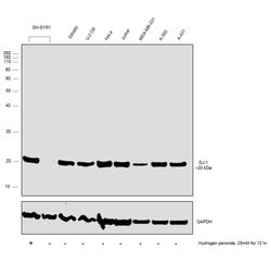 Invitrogen DJ-1 Polyclonal Antibody 100 &mu;L; Unconjugated:Antibodies,