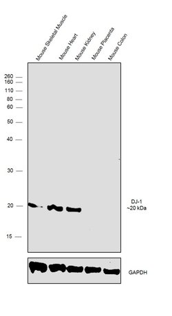 Invitrogen DJ-1 Polyclonal Antibody 100 &mu;L; Unconjugated:Antibodies,