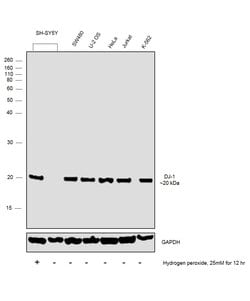Invitrogen DJ-1 Polyclonal Antibody 100 &mu;L; Unconjugated:Antibodies,