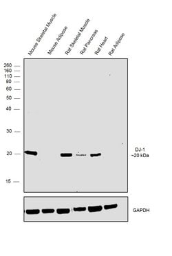 Invitrogen DJ-1 Polyclonal Antibody 100 &mu;L; Unconjugated:Antibodies,