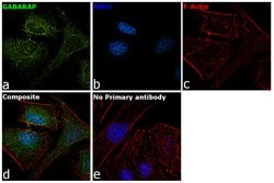 Invitrogen GABARAP Polyclonal Antibody 100 &mu;L; Unconjugated:Antibodies,