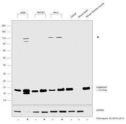 Invitrogen GABARAP Polyclonal Antibody 100 &mu;L; Unconjugated:Antibodies,