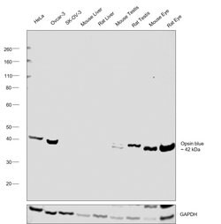 Invitrogen Opsin Blue Polyclonal Antibody 100 &mu;L; Unconjugated:Antibodies,