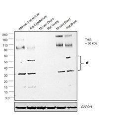 TrkB Polyclonal Antibody, Invitrogen 100 &mu;L; Unconjugated:Antibodies,
