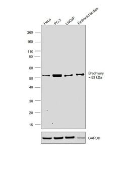 Invitrogen Brachyury Polyclonal Antibody 100 &mu;L; Unconjugated:Antibodies,