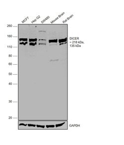 Invitrogen Dicer Polyclonal Antibody 100 &mu;L; Unconjugated:Antibodies,