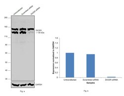 Invitrogen Dicer Polyclonal Antibody 100 &mu;L; Unconjugated:Antibodies,
