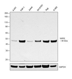 Invitrogen WIPI2 Polyclonal Antibody 100 &mu;L; Unconjugated:Antibodies,
