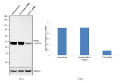 Invitrogen WIPI2 Polyclonal Antibody 100 &mu;L; Unconjugated:Antibodies,