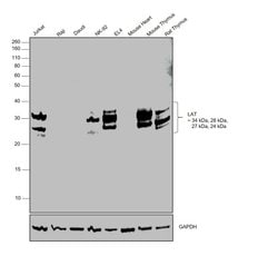 Invitrogen LAT Polyclonal Antibody 100 &mu;L; Unconjugated:Antibodies,