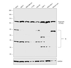 Invitrogen AGO2 Polyclonal Antibody 100 &mu;L; Unconjugated:Antibodies,