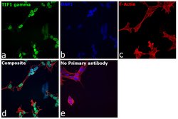 Invitrogen TIF1 gamma Polyclonal Antibody 100 &mu;L; Unconjugated:Antibodies