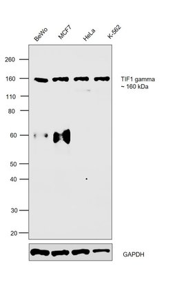 Invitrogen TIF1 gamma Polyclonal Antibody 100 &mu;L; Unconjugated:Antibodies