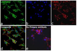 LAMTOR1 Polyclonal Antibody:Antibodies, Polyclonal