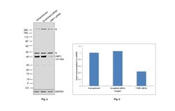 Invitrogen VMP1 Polyclonal Antibody 100 &mu;L; Unconjugated:Antibodies,