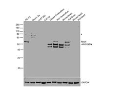 NeuN Polyclonal Antibody:Antibodies, Polyclonal