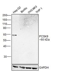 Invitrogen PCSK9 Polyclonal Antibody 100 &mu;L; Unconjugated:Antibodies,