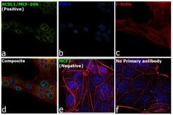 Invitrogen ACSL1 Polyclonal Antibody 100 &mu;g; Unconjugated:Antibodies,