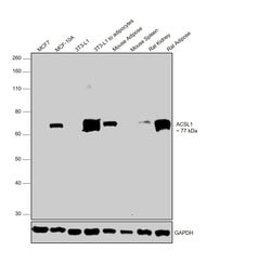 Invitrogen ACSL1 Polyclonal Antibody 100 &mu;g; Unconjugated:Antibodies,