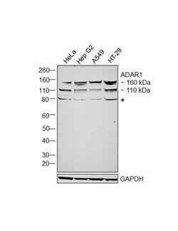 Invitrogen ADAR1 Polyclonal Antibody 100 &mu;g; Unconjugated:Antibodies,