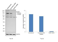 Invitrogen ADAR1 Polyclonal Antibody 100 &mu;g; Unconjugated:Antibodies,