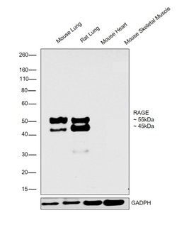 Invitrogen RAGE Polyclonal Antibody 100 &mu;g; Unconjugated:Antibodies,