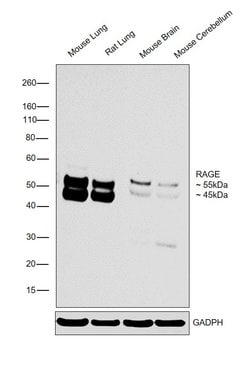 Invitrogen RAGE Polyclonal Antibody 100 &mu;g; Unconjugated:Antibodies,