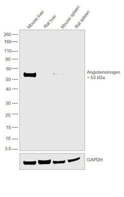 Invitrogen Angiotensinogen Polyclonal Antibody 100 &mu;g; Unconjugated:Antibodies,