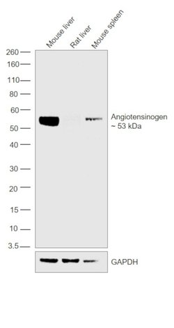 Invitrogen Angiotensinogen Polyclonal Antibody 100 &mu;g; Unconjugated:Antibodies,