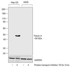 Invitrogen Fetuin A Polyclonal Antibody 100 &mu;g; Unconjugated:Antibodies,