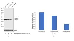 Invitrogen Fetuin A Polyclonal Antibody 100 &mu;g; Unconjugated:Antibodies,