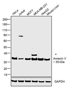Invitrogen Annexin V Polyclonal Antibody 100 &mu;g; Unconjugated:Antibodies,
