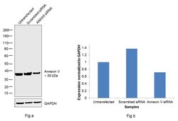 Invitrogen Annexin V Polyclonal Antibody 100 &mu;g; Unconjugated:Antibodies,