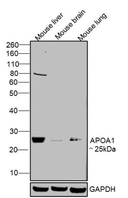 Invitrogen ApoA1 Polyclonal Antibody 100 &mu;g; Unconjugated:Antibodies,