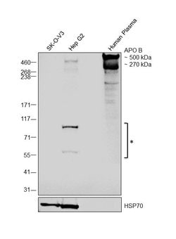 Invitrogen Apolipoprotein B Polyclonal Antibody 100 &mu;g; Unconjugated:Antibodies,