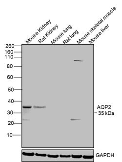 Invitrogen Aquaporin 2 Polyclonal Antibody 100 &mu;g; Unconjugated:Antibodies,