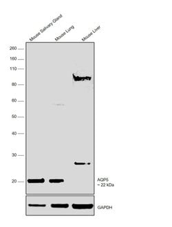 Invitrogen Aquaporin 5 Polyclonal Antibody 100 &mu;g; Unconjugated:Antibodies,