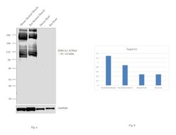Invitrogen SERCA1 ATPase Polyclonal Antibody 100 &mu;g; Unconjugated:Antibodies,