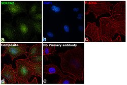 Invitrogen SERCA2 ATPase Polyclonal Antibody 100 &mu;g; Unconjugated:Antibodies,