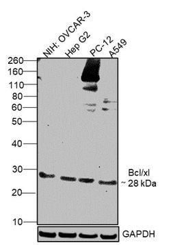 Invitrogen BCL-XL Polyclonal Antibody 100 &mu;g; Unconjugated:Antibodies,