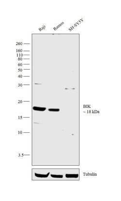 Invitrogen BIK Polyclonal Antibody 100 &mu;g | Buy Online | Invitrogen&trade; | Fisher Scientific