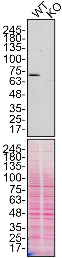 Invitrogen Calpain 2 Polyclonal Antibody 100 &mu;g | Buy Online | Invitrogen&trade; | Fisher Scientific