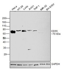 Invitrogen CD55 Polyclonal Antibody 100 &mu;g | Buy Online | Invitrogen&trade; | Fisher Scientific